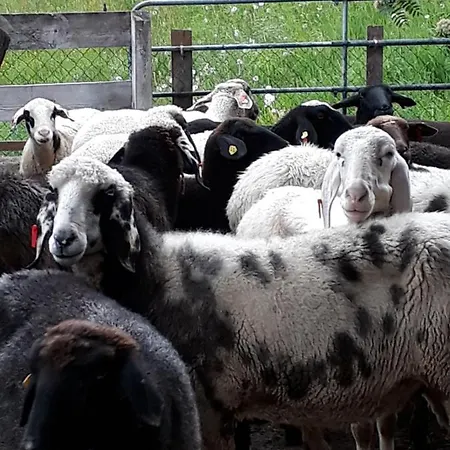 아파트 Stallerhof 후트샬라그