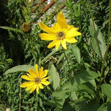 Stallerhof * Hüttschlag