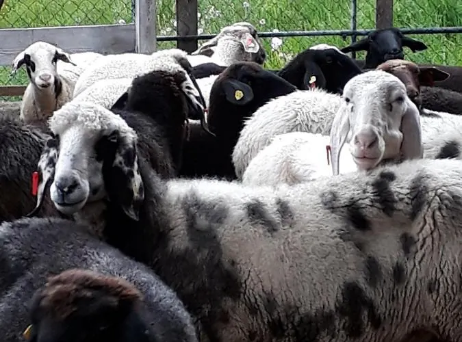 شقة Stallerhof Hüttschlag