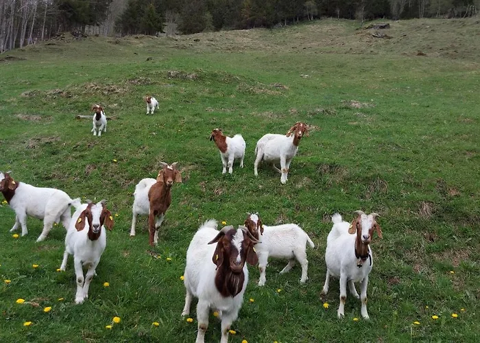 Stallerhof Hüttschlag