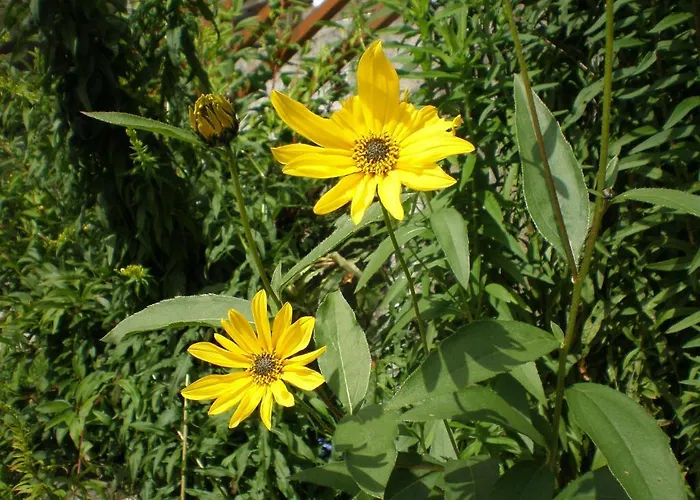 Stallerhof * Hüttschlag